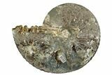 Ammonite (Placenticeras) Fossil - Eastern Wyoming #180795-1